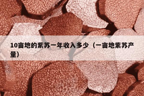 10亩地的紫苏一年收入多少（一亩地紫苏产量）