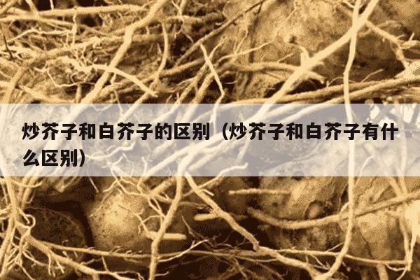 炒芥子和白芥子的区别（炒芥子和白芥子有什么区别）