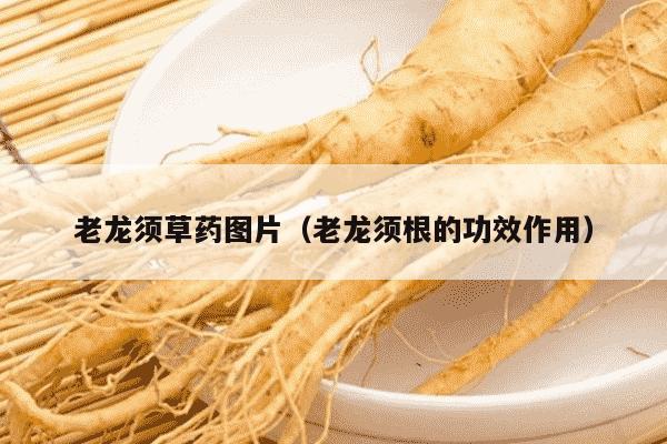 老龙须草药图片（老龙须根的功效作用）