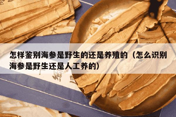 怎样鉴别海参是野生的还是养殖的（怎么识别海参是野生还是人工养的）