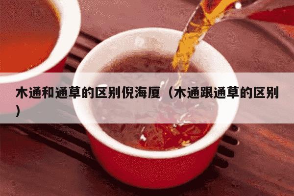 木通和通草的区别倪海厦（木通跟通草的区别）