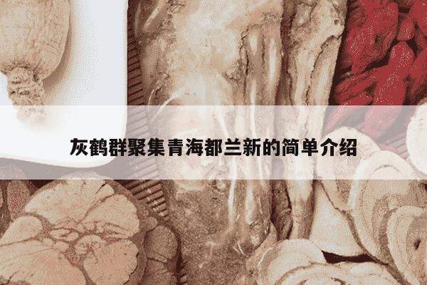 灰鹤群聚集青海都兰新的简单介绍