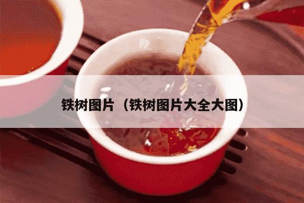铁树图片（铁树图片大全大图）