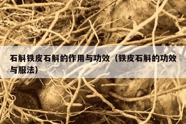 石斛铁皮石斛的作用与功效（铁皮石斛的功效与服法）