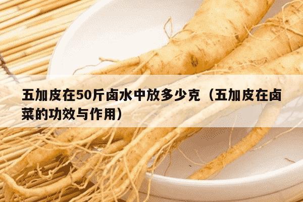 五加皮在50斤卤水中放多少克（五加皮在卤菜的功效与作用）