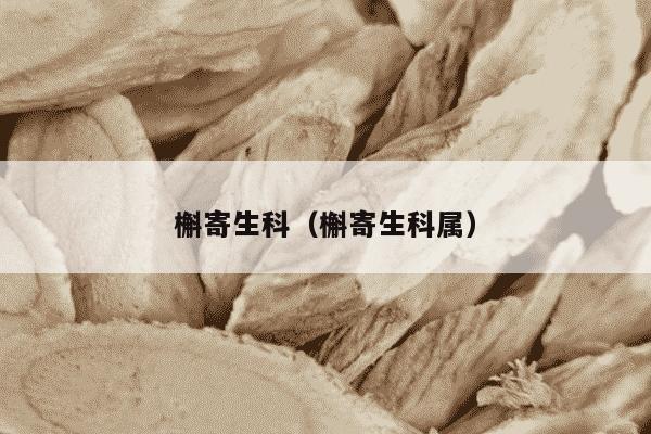 槲寄生科（槲寄生科属）