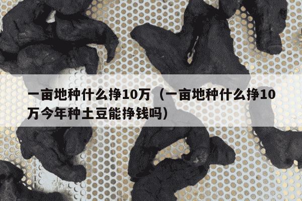 一亩地种什么挣10万（一亩地种什么挣10万今年种土豆能挣钱吗）
