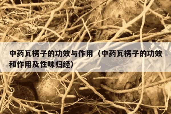 中药瓦楞子的功效与作用（中药瓦楞子的功效和作用及性味归经）