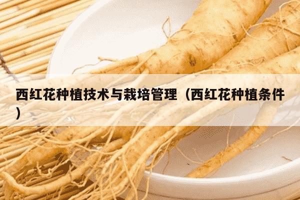 西红花种植技术与栽培管理（西红花种植条件）