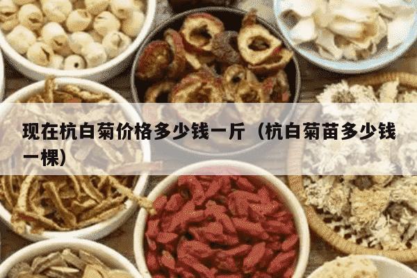现在杭白菊价格多少钱一斤（杭白菊苗多少钱一棵）