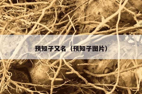 预知子又名（预知子图片）