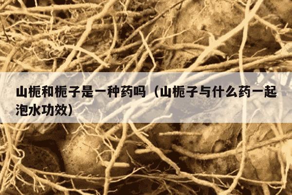 山栀和栀子是一种药吗（山栀子与什么药一起泡水功效）