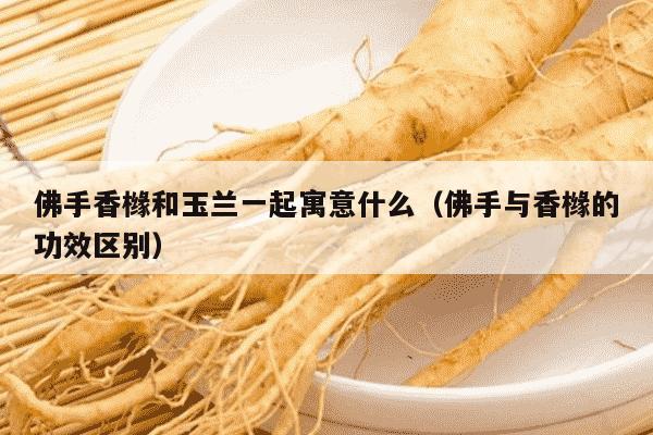 佛手香橼和玉兰一起寓意什么（佛手与香橼的功效区别）