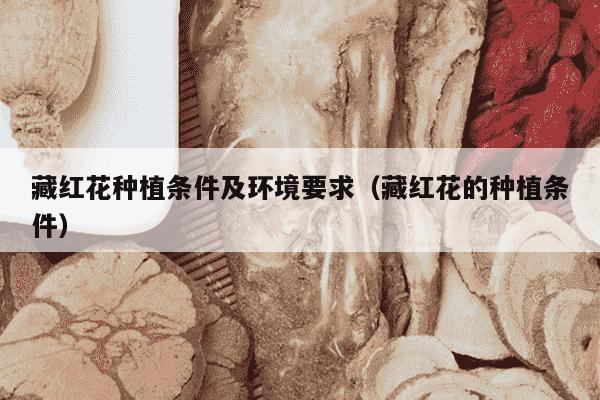 藏红花种植条件及环境要求（藏红花的种植条件）
