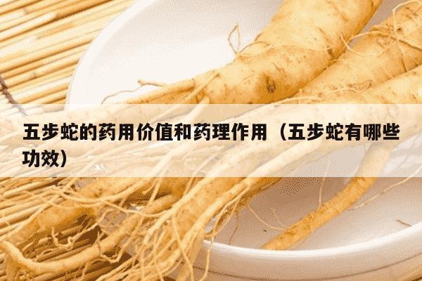五步蛇的药用价值和药理作用（五步蛇有哪些功效）
