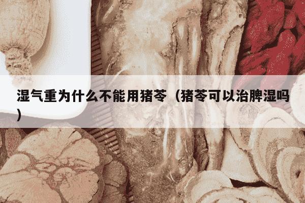 湿气重为什么不能用猪苓（猪苓可以治脾湿吗）