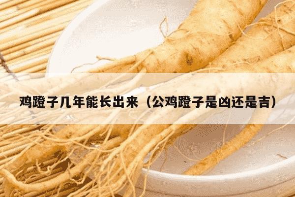 鸡蹬子几年能长出来（公鸡蹬子是凶还是吉）