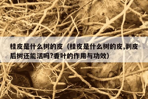 桂皮是什么树的皮（桂皮是什么树的皮,剥皮后树还能活吗?香叶的作用与功效）