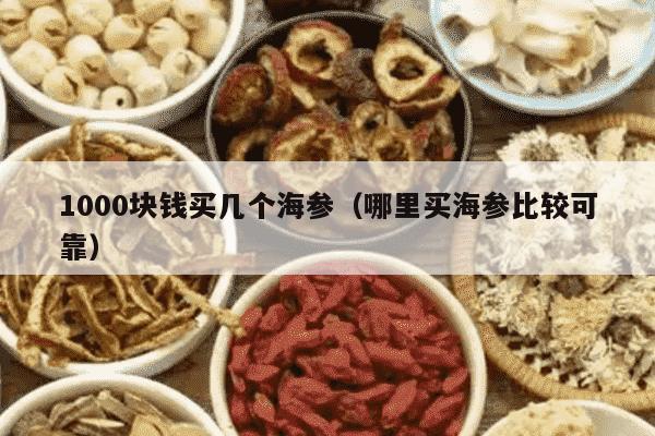 1000块钱买几个海参（哪里买海参比较可靠）