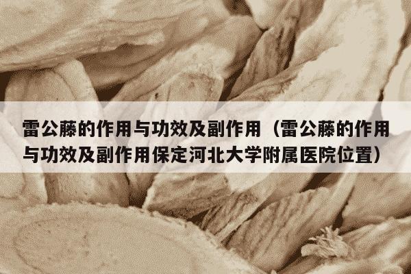 雷公藤的作用与功效及副作用（雷公藤的作用与功效及副作用保定河北大学附属医院位置）