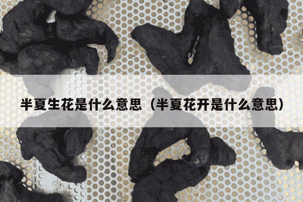 半夏生花是什么意思（半夏花开是什么意思）