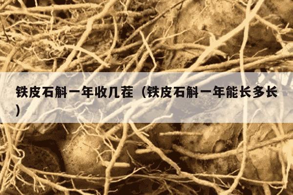 铁皮石斛一年收几茬（铁皮石斛一年能长多长）