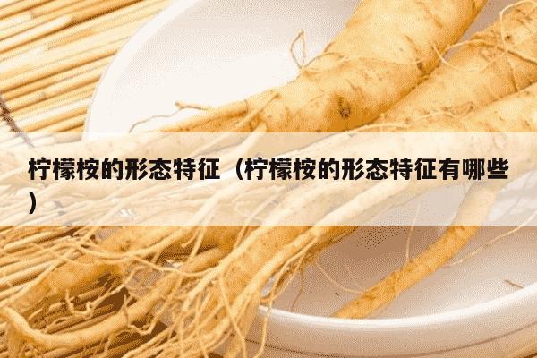 柠檬桉的形态特征（柠檬桉的形态特征有哪些）