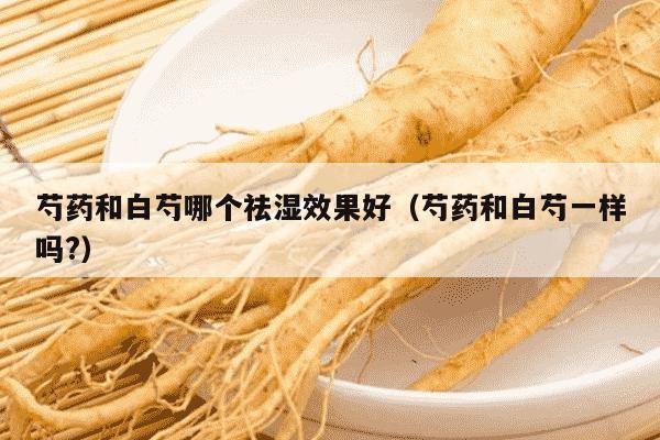 芍药和白芍哪个祛湿效果好（芍药和白芍一样吗?）