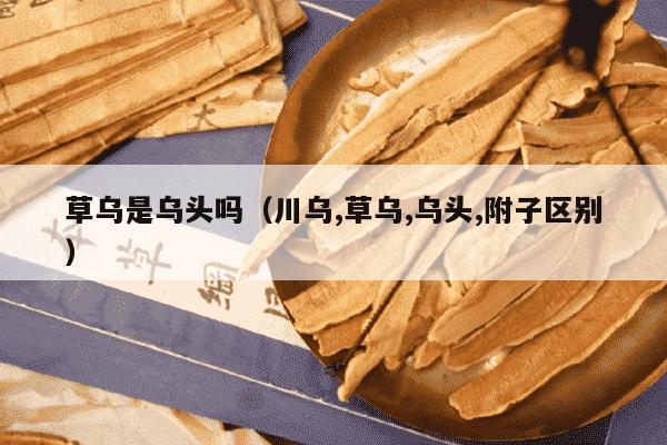 草乌是乌头吗（川乌,草乌,乌头,附子区别）