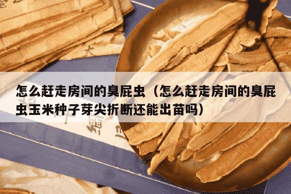 怎么赶走房间的臭屁虫（怎么赶走房间的臭屁虫玉米种子芽尖折断还能出苗吗）