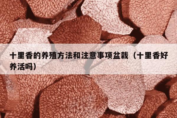 十里香的养殖方法和注意事项盆栽（十里香好养活吗）
