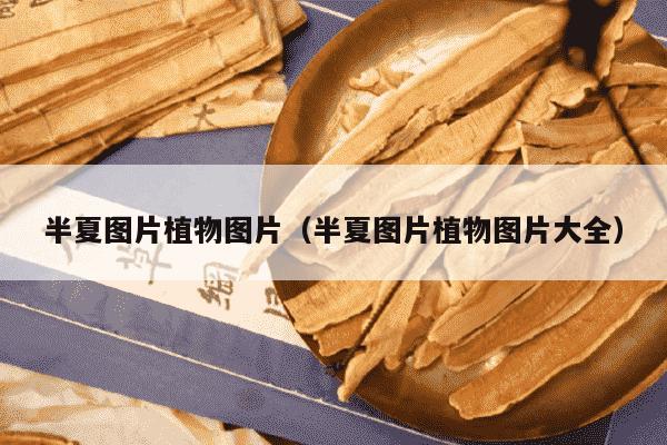 半夏图片植物图片（半夏图片植物图片大全）