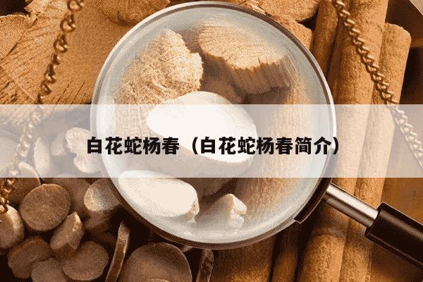 白花蛇杨春（白花蛇杨春简介）