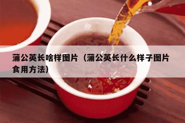 蒲公英长啥样图片（蒲公英长什么样子图片 食用方法）