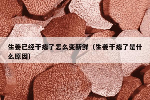 生姜已经干瘪了怎么变新鲜（生姜干瘪了是什么原因）