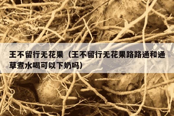 王不留行无花果（王不留行无花果路路通和通草煮水喝可以下奶吗）