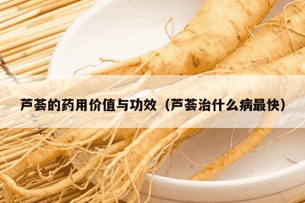 芦荟的药用价值与功效（芦荟治什么病最快）