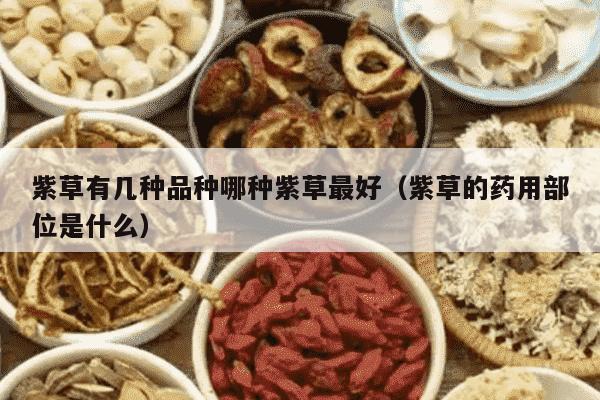 紫草有几种品种哪种紫草最好（紫草的药用部位是什么）