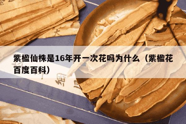 紫楹仙株是16年开一次花吗为什么（紫楹花百度百科）