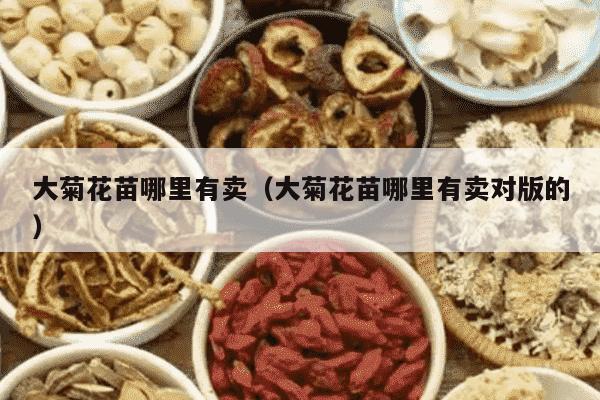 大菊花苗哪里有卖（大菊花苗哪里有卖对版的）