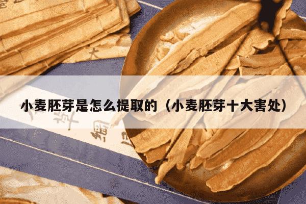 小麦胚芽是怎么提取的（小麦胚芽十大害处）