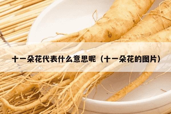 十一朵花代表什么意思呢（十一朵花的图片）