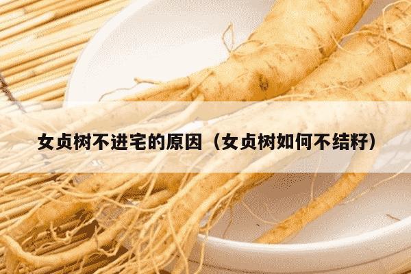 女贞树不进宅的原因（女贞树如何不结籽）