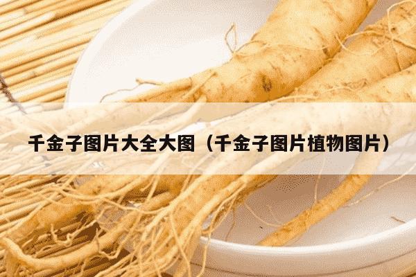 千金子图片大全大图（千金子图片植物图片）