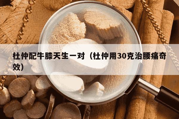杜仲配牛膝天生一对（杜仲用30克治腰痛奇效）