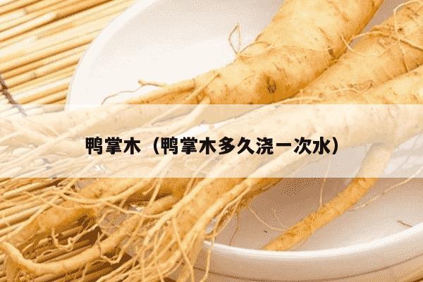 鸭掌木（鸭掌木多久浇一次水）