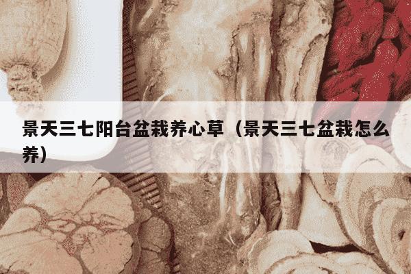 景天三七阳台盆栽养心草（景天三七盆栽怎么养）