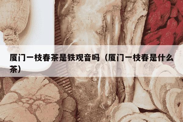 厦门一枝春茶是铁观音吗（厦门一枝春是什么茶）