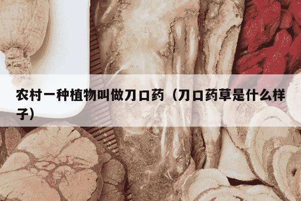农村一种植物叫做刀口药（刀口药草是什么样子）