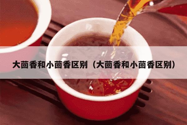 大茴香和小茴香区别（大茴香和小茴香区别）
